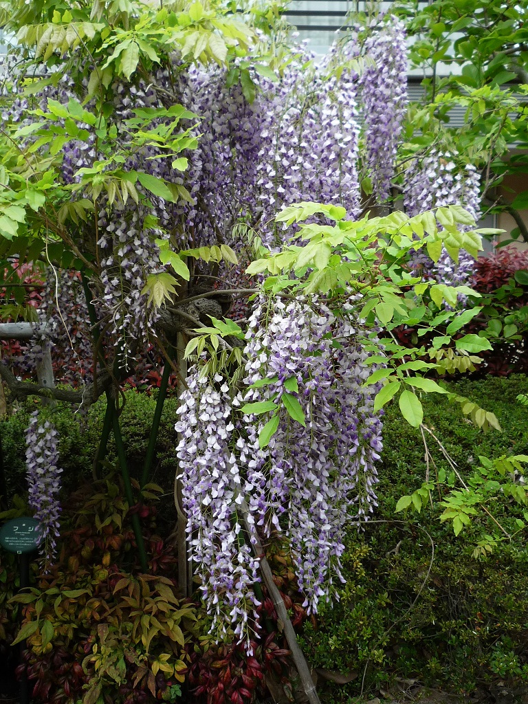 藤の花が満開です。